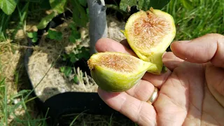 Early Fig Varieties You Can Count On! Desert King!