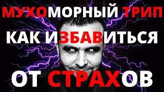 Мухоморный трип ваши страхи| Мухоморный трип как избавиться от страхов