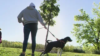 Dogs accompany their owners for walk benefiting Geneva animal shelter