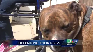 Owner Of Attacking Pit Bulls Speaks Out