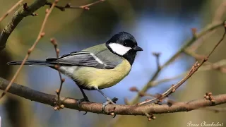 chants et cris de la mésange charbonnière HD - Calls & songs great tit