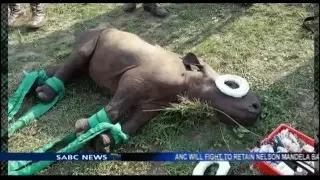 Orphaned Rhino Rescue Operations with Bonné de Bod