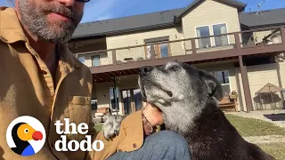 16 Year Old Shelter Dog Starts Galloping Like A Puppy With His Foster Dad | The Dodo Foster Diaries