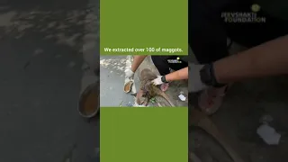 Street Treatment Of A Dog With Massive Maggot Wound.