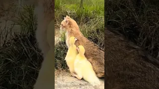 Mother duck with two ducklings! Cute and funny kittens and ducklings😽