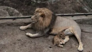 Приключения маленькой львички в зоопарке СКАЗКА