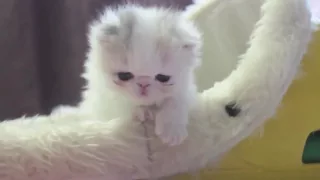 Персидский котенок - забавное зрелище