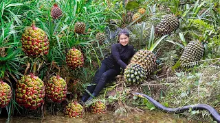 Harvest Wild Pineapple goes to the market sell - Harvesting and Gardening - HOAI Daily Life