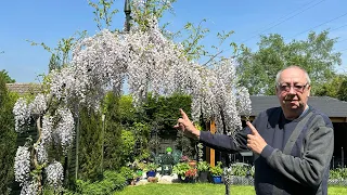 How To Build A Beautiful Wisteria Garden Arch - Garden Arbor In Just A Few Minutes!