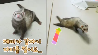 페럿 제삐가 갑자기 다리를 절기 시작했어요..