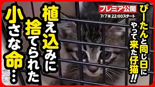 【子猫 保護】次から次へと捨てられる命...消えそうな命を必死に繋ぐ中、また新たに子猫を保護しました