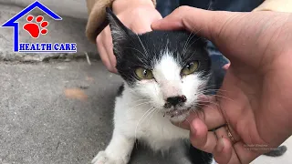 Sickness kitten was found on street market - Rescue poor very sick kitten