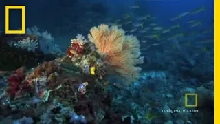 Great Barrier Reef | Exploring Oceans