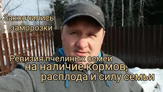 Закончились заморозки.  Ревизия пчелиных семей на наличие кормов, расплода и силу семьи.