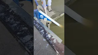 releasing baby sturgeon  in the Maumee river