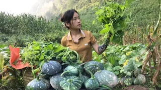 Full Video: HARVEST - Vegetables, Pumpkin, Melons, Gourds - Indispensable dishes in meals - Go sell