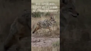 Coyote vs .243 @ 4000fps #coyotehunting #vmax