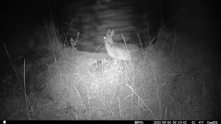 Mother Hare makes baby squeal