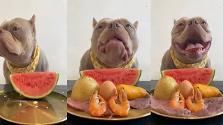 ASMR MUKBANG Pitbull Eating - Watermelon Eating showing