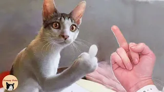 Life Funny Pets | Funny Dogs And Cat Reaction Videos ,Super Pets Reaction Videos | Angry Cats