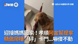 黃金獵犬迎接狗媽回家！孝順幫忙提傘 爬樓梯卡門...嚇傻不動｜寵物｜Golden Retriever