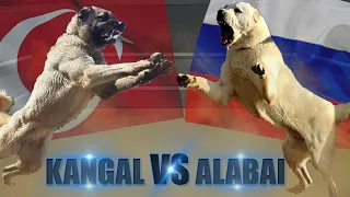 Turkish Kangal dog vs Alabai (Wolf Crusher) || Dog VS Dog || Pet Guru