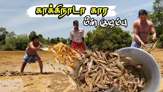 சேற்றில் பிடித்த, காக்கிநாடா கார மீன் குழம்பு | Kakinaada Spicy Fish Gravy | Fish Catching