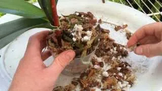 Easy Orchid Care: Repotting a Phalaenopsis with Rotten Roots / Steps to save an Orchid with no roots