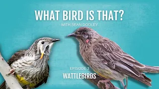 What bird is that? Wattlebirds