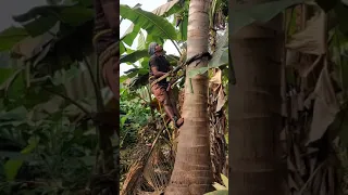 foreign return...doing farming coconut tree climbing #foryou #nri #india #farming