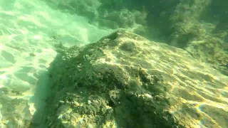 Snorkel with me! Alamoana Lagoon Hawaii