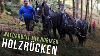 Professionelles Holzrücken mit Noriker