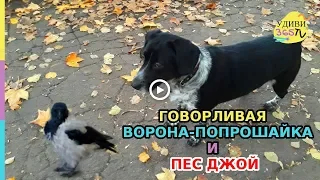 ГОВОРЛИВАЯ ВОРОНА-ПОПРОШАЙКА и ПЕС ДЖОЙ