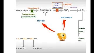 Ant-inflammatory drugs. Steroids , NSAIDs and leukotrienes inhibitors