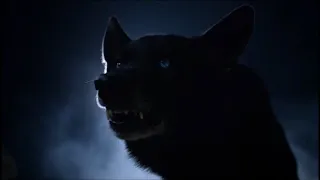 Derek evolves into a full wolf - Teen Wolf S4E12