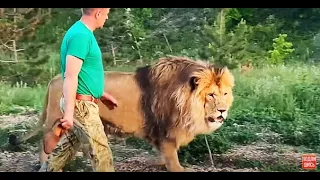 Нам с львом Султаном снова пришлось защищаться от ЧЕТЫРЕХ  ЛЬВОВ ! Russian Lion man !