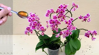 Pour 1 spoon onto the root! The weak orchid suddenly bloomed with 500 flowers