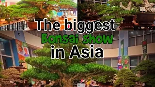 Philippine bonsai show and competition#pbsi #aspac2023#abff