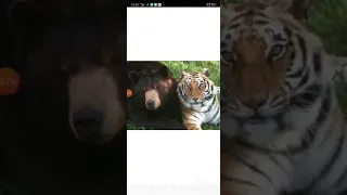 Тигр против медведя кто сильне