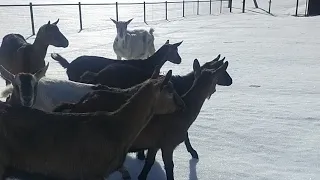 Молоком КОЗЛЯТ кормить ДОРОГО🐐Не качественный ЗЦМ🐐 Выгул Ники с козами