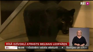 Rīgā dzīvoklī atrasts melnais leopards