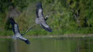 Grand Héron au vol / Great Blue Heron in flight