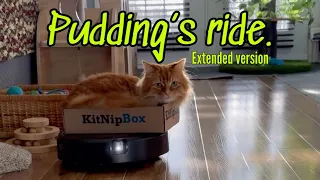 Pudding’s ride - An orange cat and his roomba (extended version).