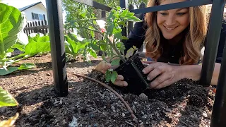 Planting A Bunch of Tomatoes, Peppers & Basil in Raised Beds/ Row Crops! 🍅🫑🌶️ // Garden Answer