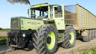 MB Trac 1800 😮 Maishäckseln 2021 mit TRAC Technik - JCB vs. MB Trac