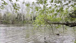 4K Majestic Birds chirping, calming river sounds & forest sounds. Peaceful melodies of nature