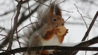 Показываю как белка вскрывает грецкий орех / Squirrel opens a walnut