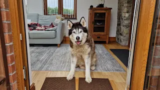 Husky Gets Surprise Visitor To His New Home