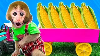 DoDo Baby Monkey Dared to Become a Chef King | Harvesting and Making Corn Milk | KIKI ANIMAL MONKEY