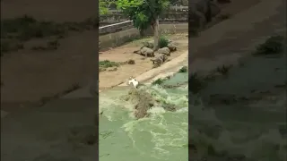 Wrong Way Movie, but Duck and Crocodiles version